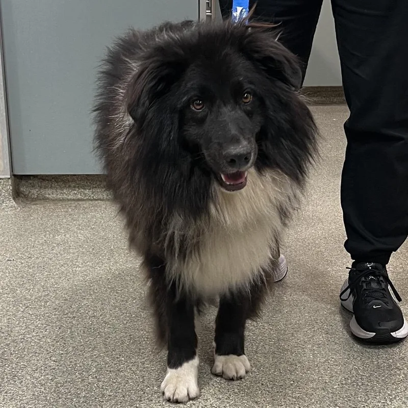 An adult medium-sized male Black Mixed Breed dog named Cowboy for adoption in Jacksonville, FL