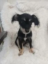 A baby small-sized male Terrier dog named Mork for adoption in Hobart, IN