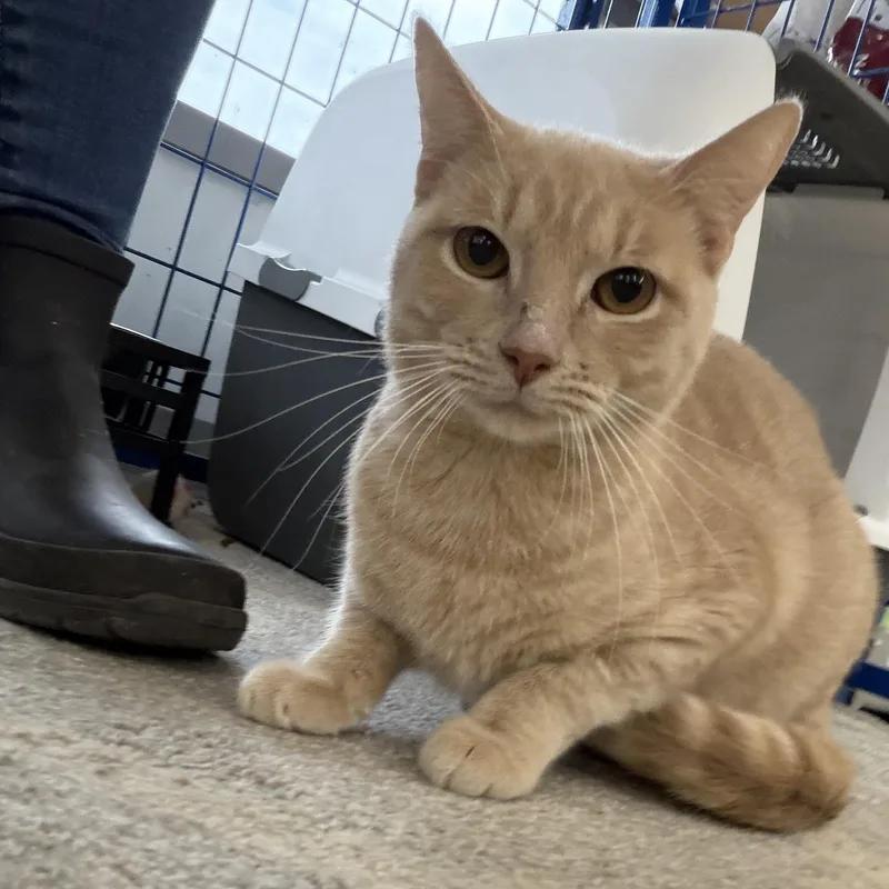 A young medium-sized male Orange & White Tabby cat named Copperfield for adoption in fennville, MI