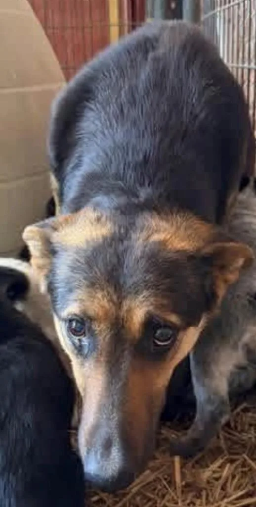 Mama