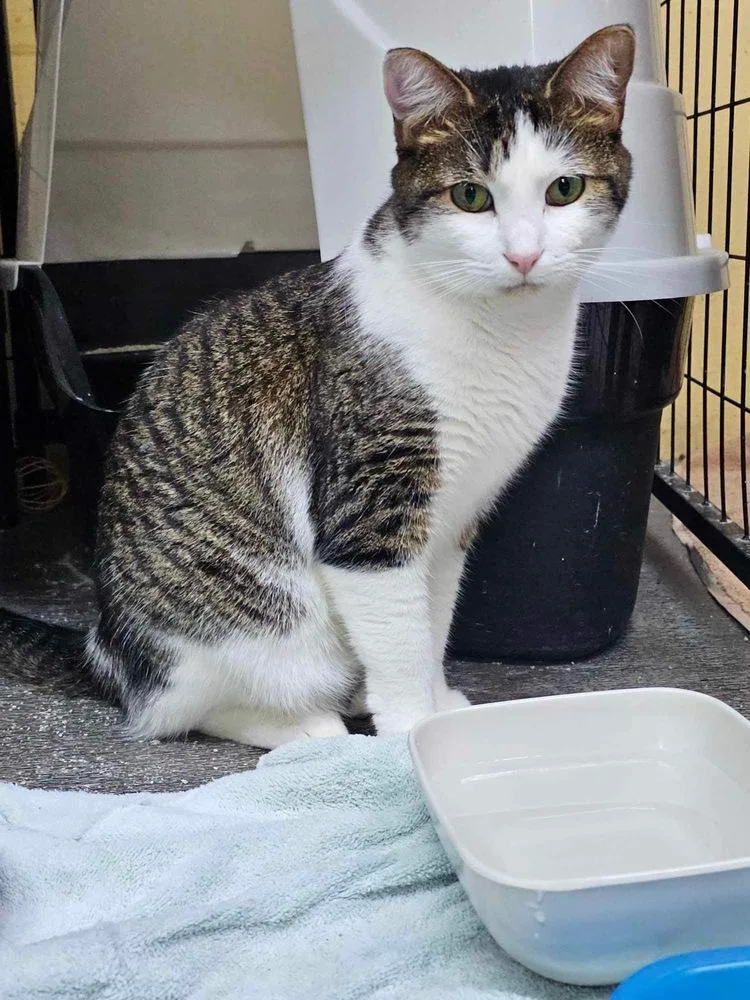 Persephone thumbnail 2