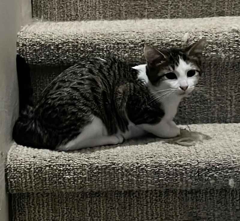 Persephone thumbnail 3