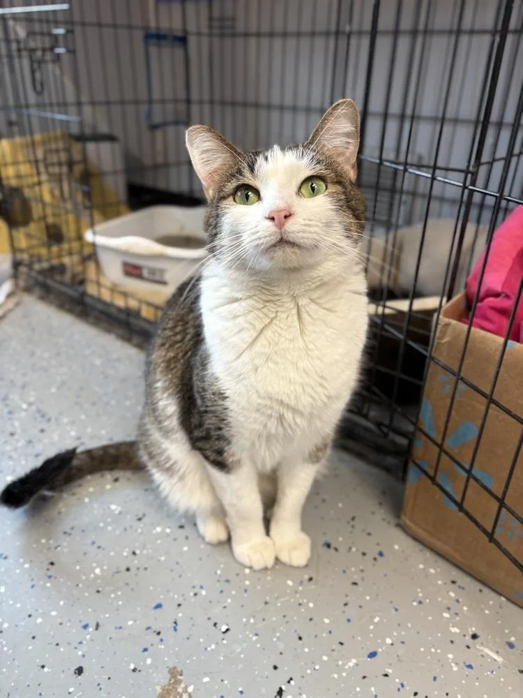 Persephone thumbnail 4