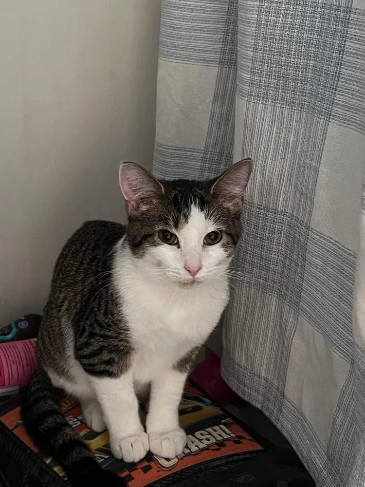 Persephone thumbnail 5