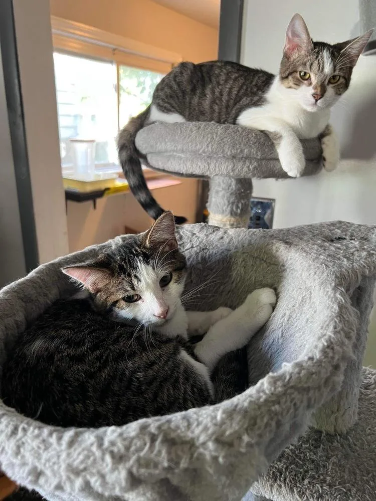 Persephone thumbnail 6