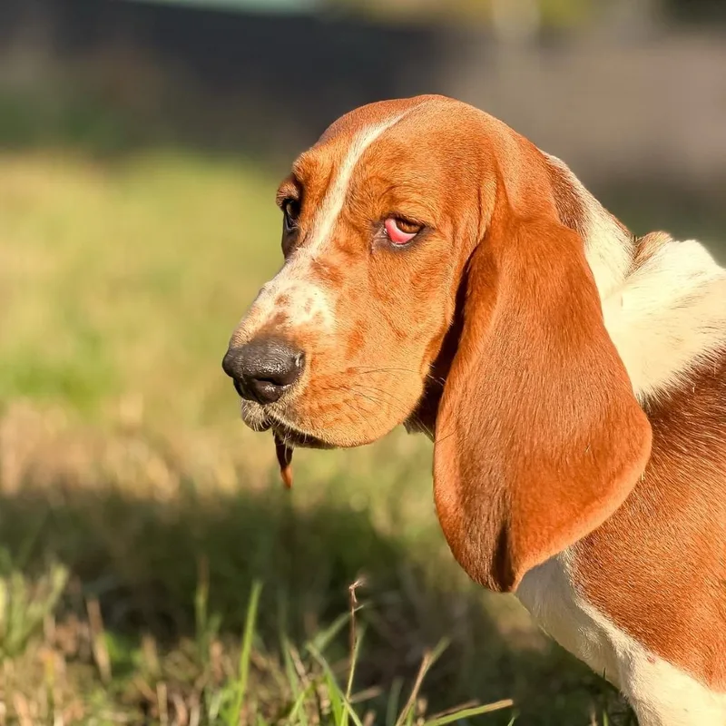 A young medium-sized female Red / Chestnut / Orange Basset Hound dog named Gwen for adoption in Salem, OR