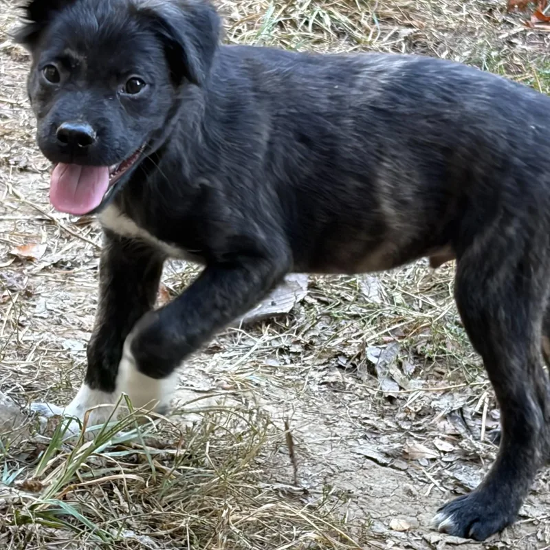 A baby medium-sized male Labrador Retriever dog named Possum for adoption in Albany, NY