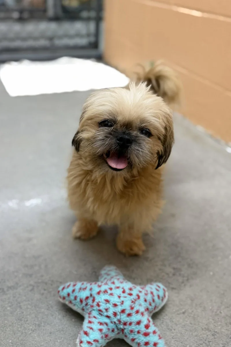 A baby medium-sized female Shih Tzu dog named Tofu for adoption in Sanford, NC