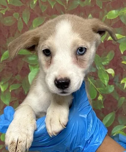 A young small-sized female Terrier dog named Peyton for adoption in San Antonio, TX