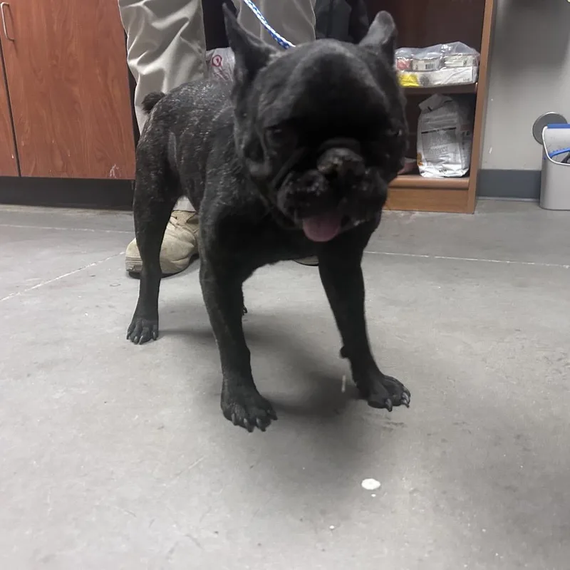 An adult small-sized male Black French Bulldog dog named Uncle Ruckus for adoption in Yuma, AZ