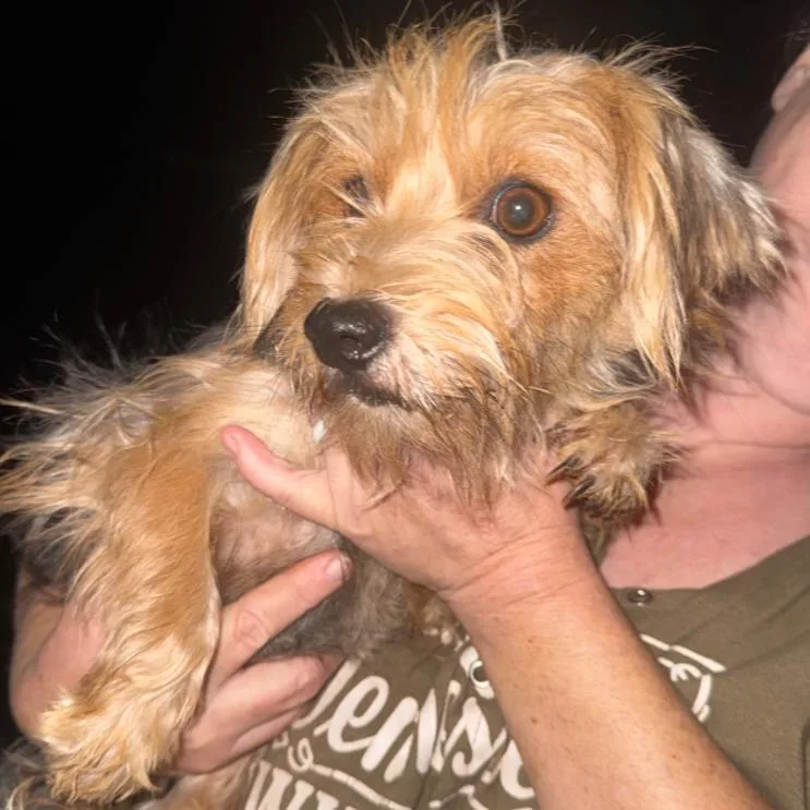 An adult small-sized female Brown / Chocolate Yorkshire Terrier dog named Roxanne for adoption in West Plains, MO
