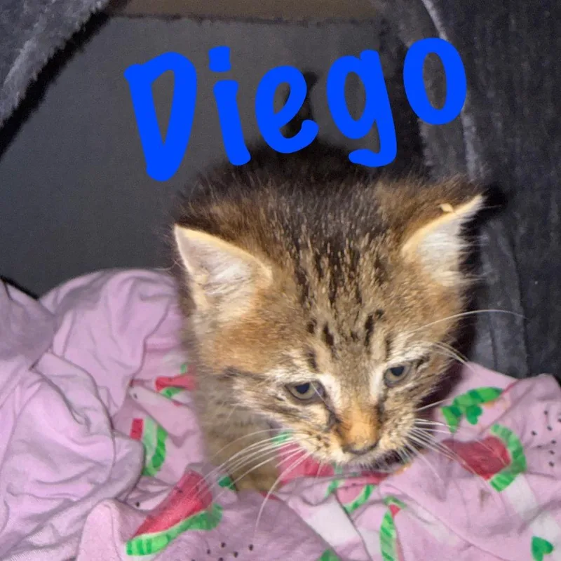 Diego