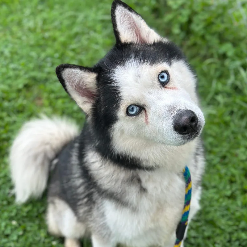 An adult medium-sized male Siberian Husky dog named Micah for adoption in Philadelphia, PA