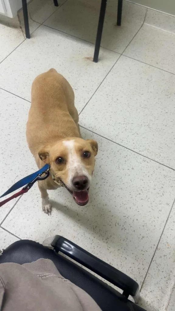 A young medium-sized female Hound dog named Sandy for adoption in Augusta, GA