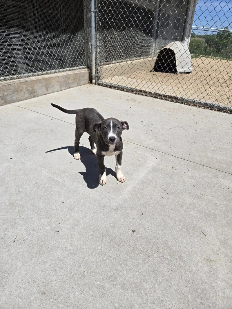 A baby medium-sized female Mixed Breed dog named Vela for adoption in Maquoketa, IA