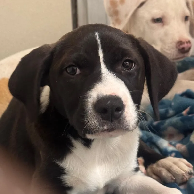 A baby small-sized female Black Hound dog named Pizza for adoption in Starkville, MS