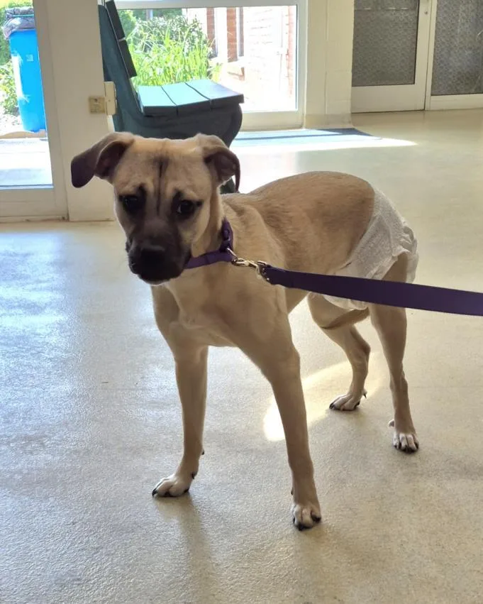A young small-sized female Pit Bull Terrier dog named Cardi for adoption in Hagerstown, MD