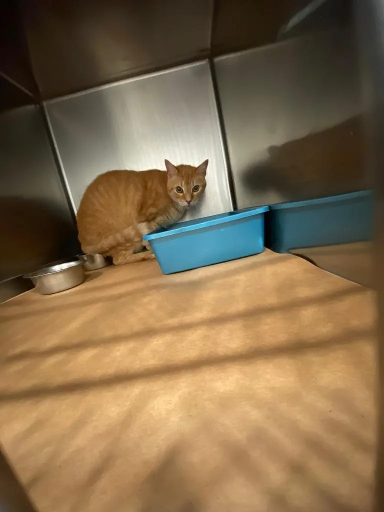 A young large-sized male Domestic Short Hair cat named Garfield for adoption in Cartersville , GA