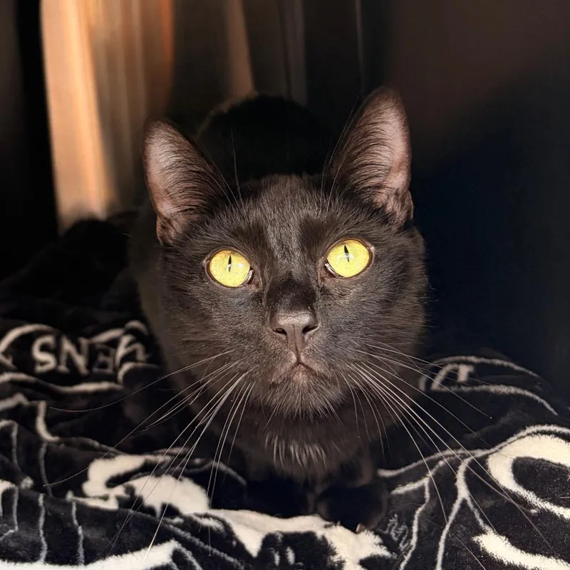 An adult medium-sized female Black Domestic Short Hair cat named Kiki for adoption in Spokane, WA