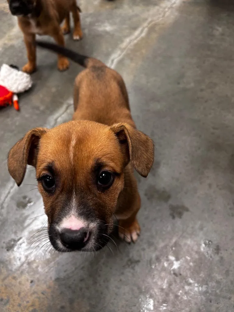 A baby small-sized female Shepherd dog named Anna Marie for adoption in Gautier, MS