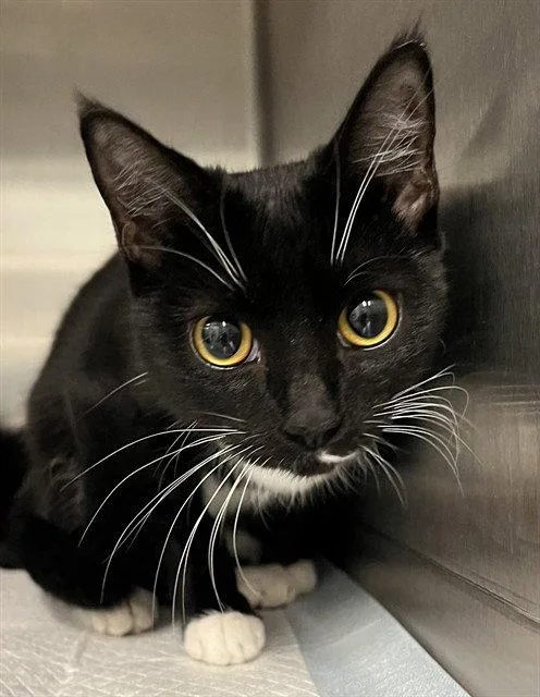 Salem