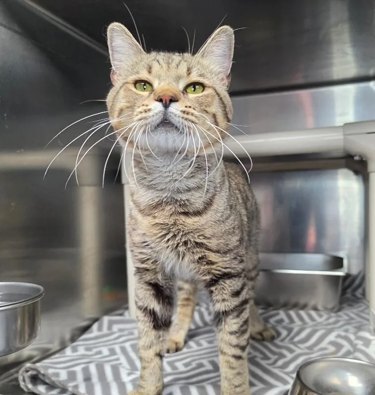 An adult medium-sized male Domestic Short Hair cat named Nanami for adoption in Roanoke, VA