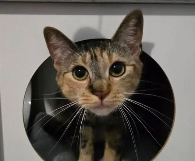 A young small-sized female Domestic Short Hair cat named Tiana for adoption in Springfield, MA