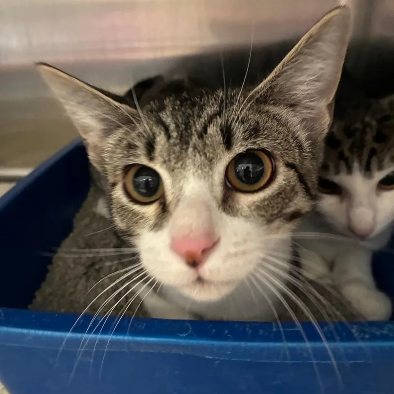 A baby medium-sized male Domestic Short Hair cat named Gene for adoption in Columbia Station, OH