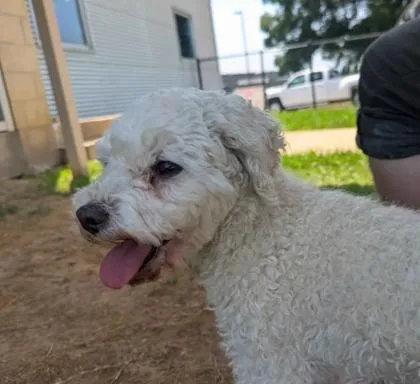An adult small-sized male Mixed Breed dog named Jerry for adoption in Memphis, TN