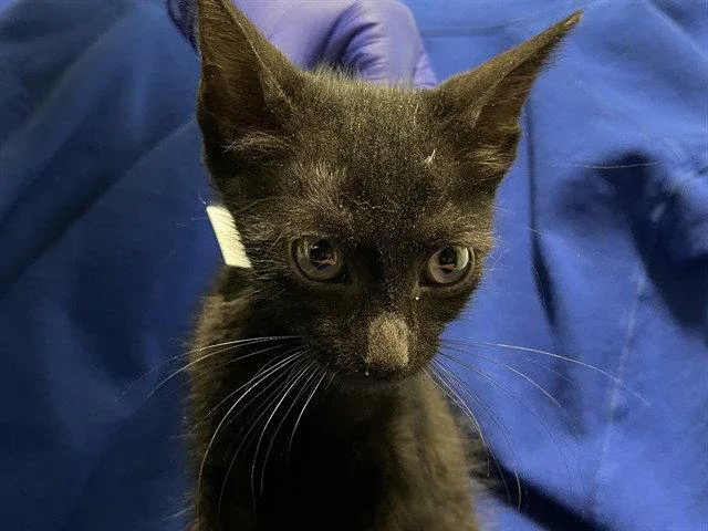 A baby small-sized male Black Domestic Short Hair cat named Gold Rush for adoption in Tavares, FL