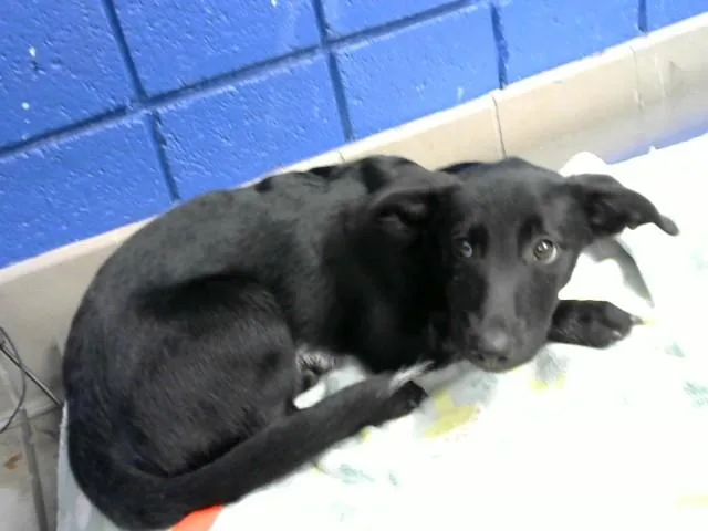 A baby small-sized female Cardigan Welsh Corgi dog named Precious for adoption in Albuquerque, NM