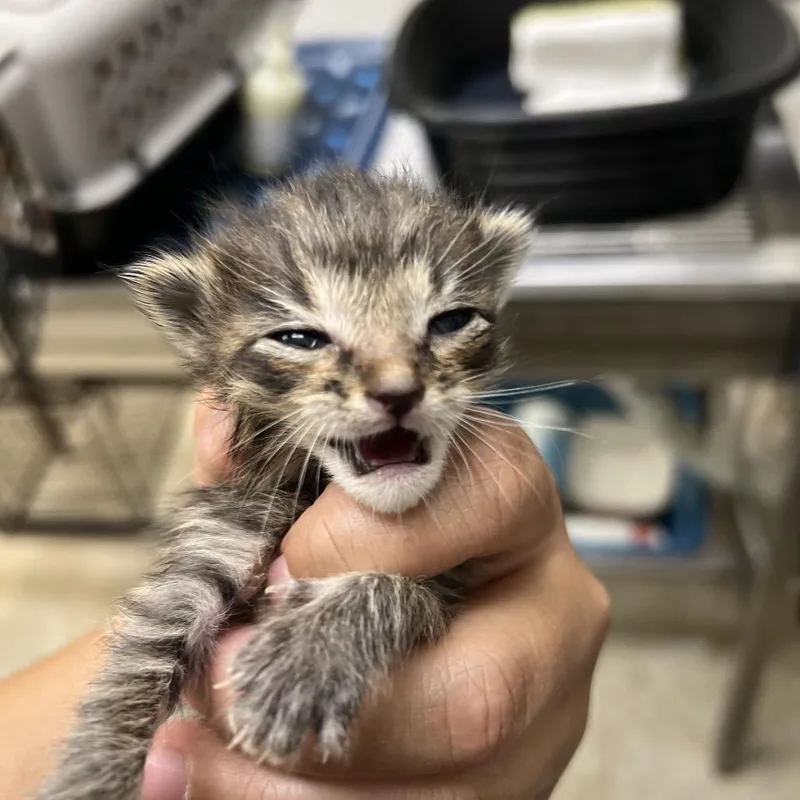A baby small-sized female Brown / Chocolate Domestic Short Hair cat named Tabitha for adoption in Galveston, TX