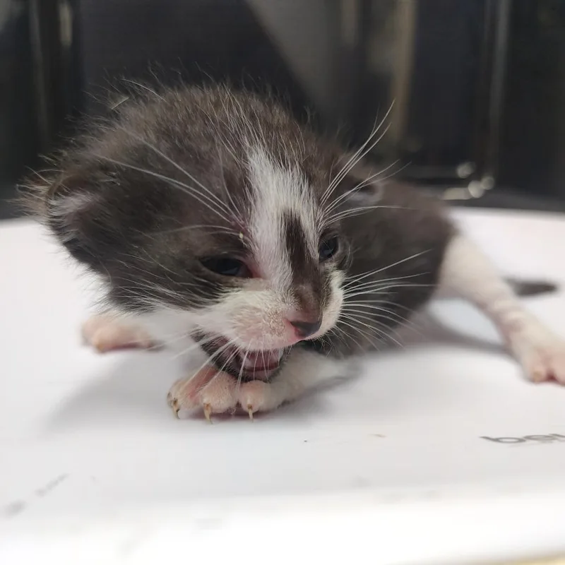A baby small-sized male Black Domestic Short Hair cat named Twix for adoption in Springtown, TX