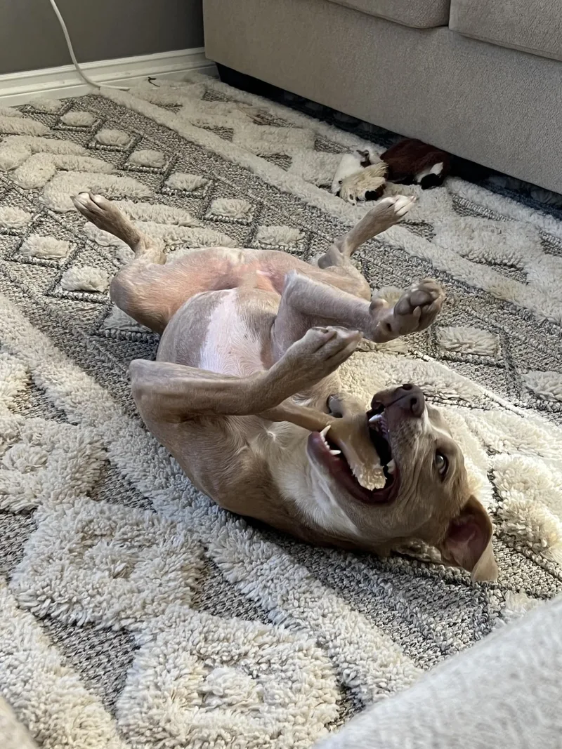 Kismetlong Beach  Ca thumbnail 3