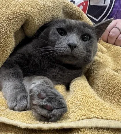 A young medium-sized male Domestic Short Hair cat named Rico for adoption in Fishers, IN