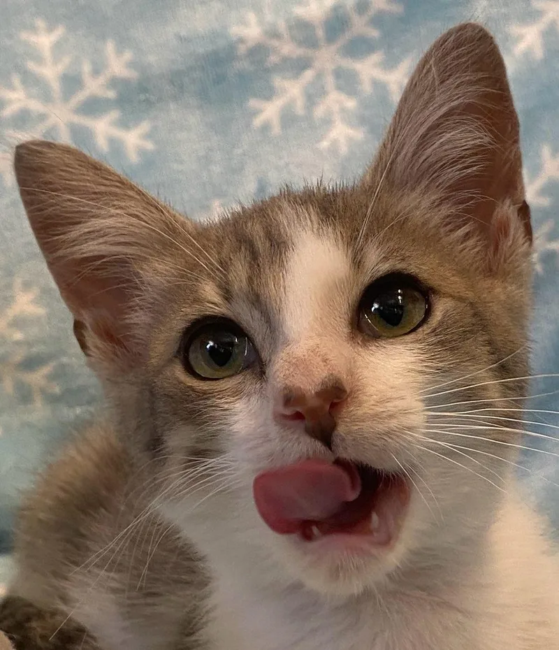 Romeo