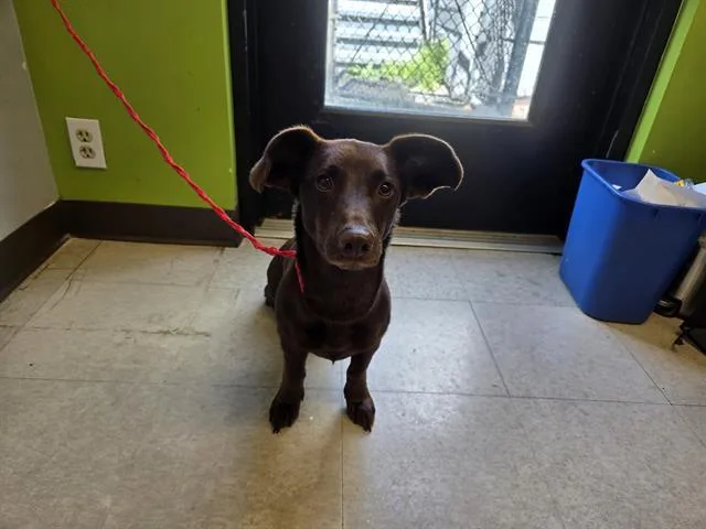 A young large-sized female Dachshund dog named Vivienne for adoption in Kent, WA