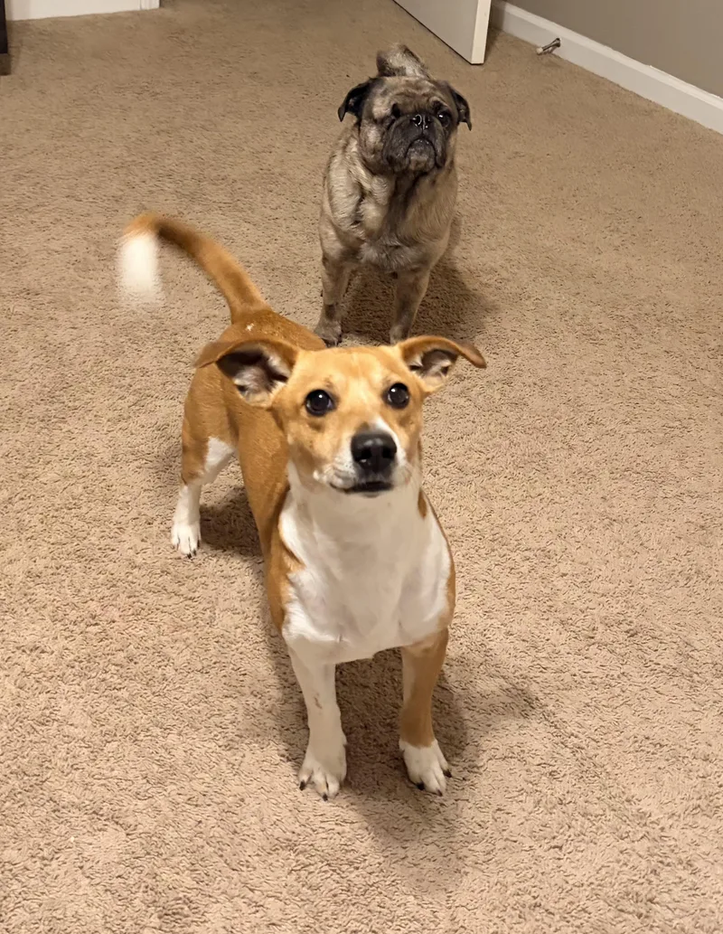 Jackson Jrt