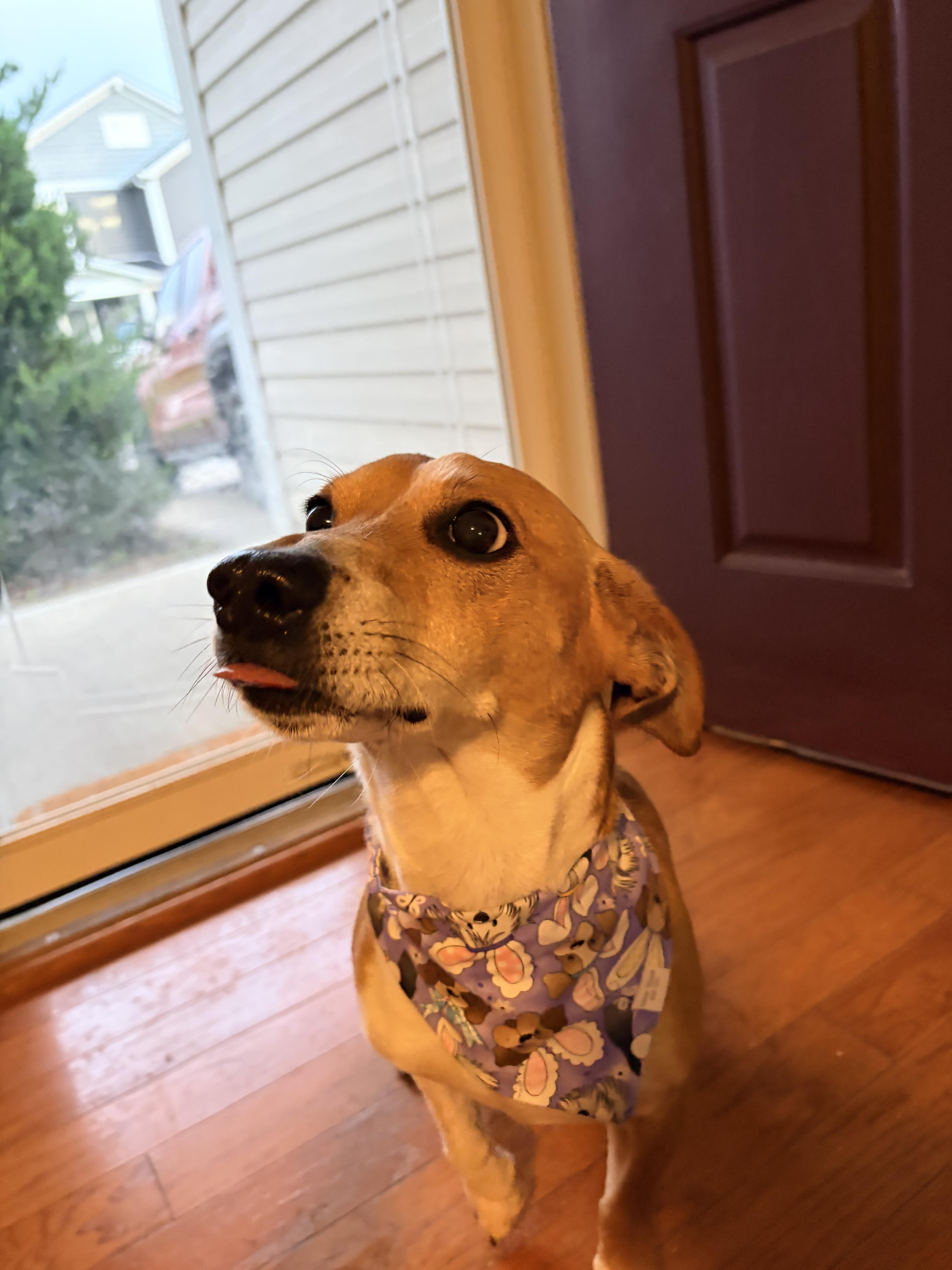 Jackson Jrt thumbnail 2