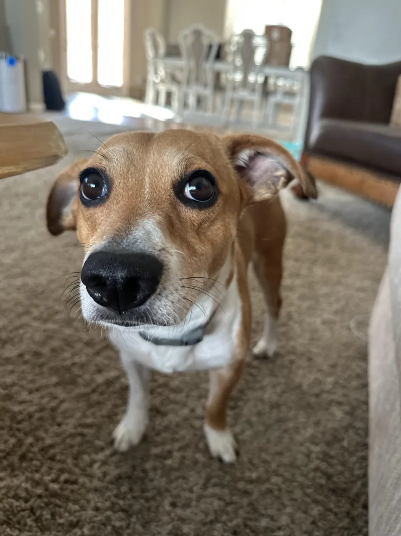 Jackson Jrt thumbnail 3