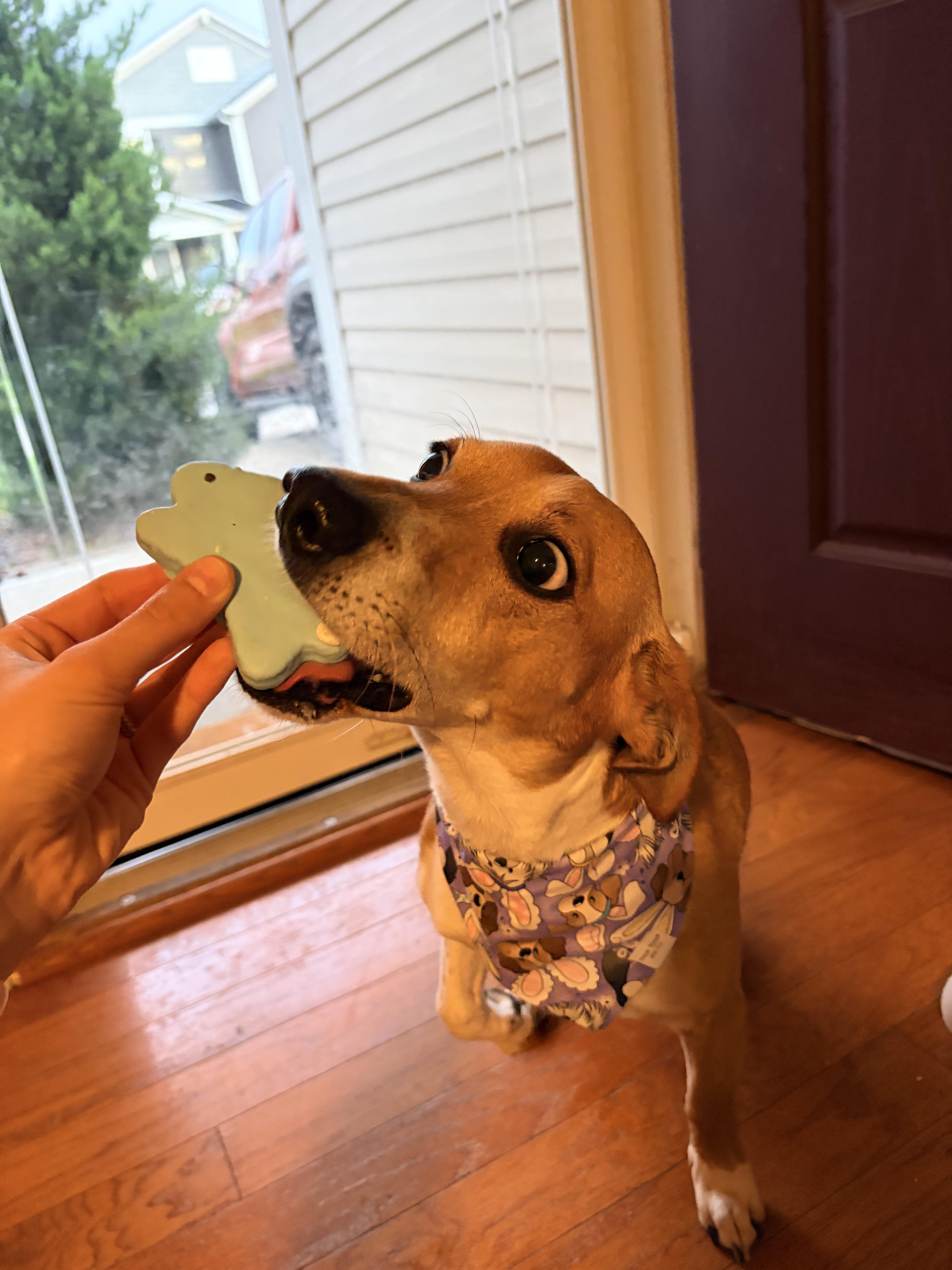Jackson Jrt thumbnail 4