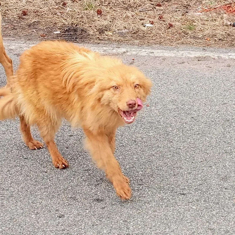 A young medium-sized male Red / Chestnut / Orange Golden Retriever dog named Red for adoption in Macclesfield, NC