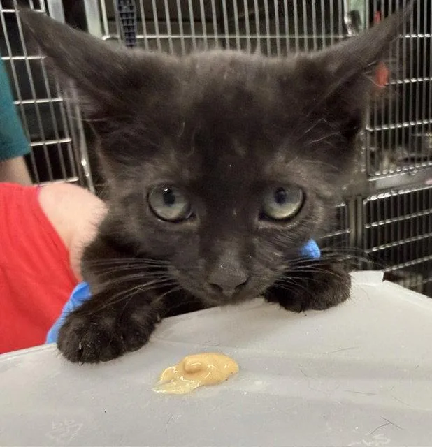 A baby medium-sized male Black Domestic Short Hair cat named Meowser for adoption in Herndon, VA