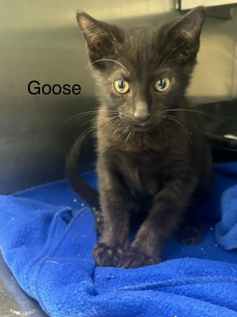 A baby small-sized male Domestic Short Hair cat named Goose for adoption in Cambridge, MD