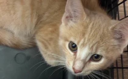 A baby small-sized female Orange & White Domestic Short Hair cat named Saffron for adoption in Annapolis, MD