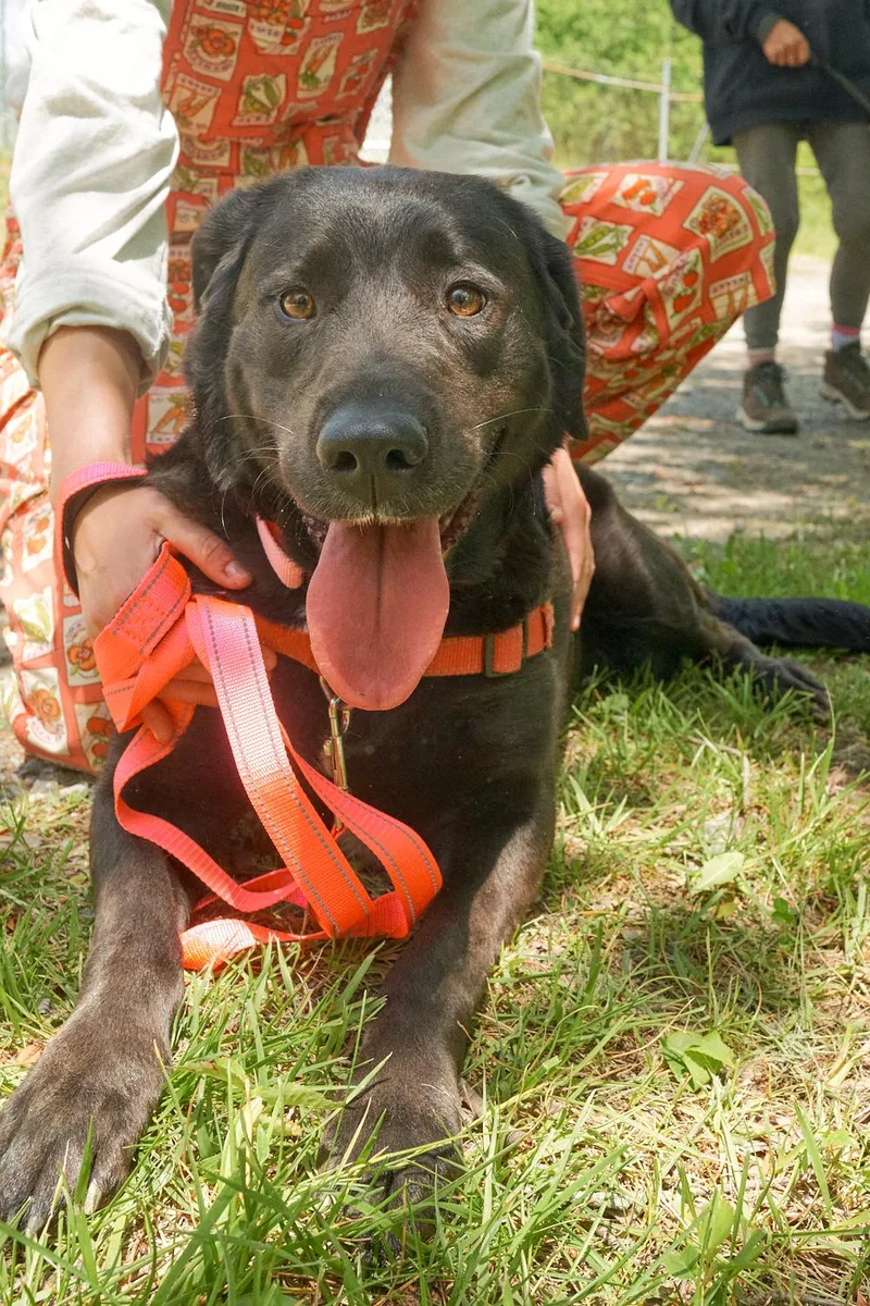 An adult medium-sized female Chocolate Labrador Retriever dog named Harley for adoption in Floyd, VA
