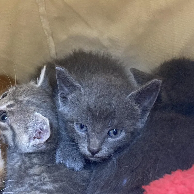 A baby small-sized male Gray / Blue / Silver Domestic Short Hair cat named Isaac for adoption in Galveston, TX