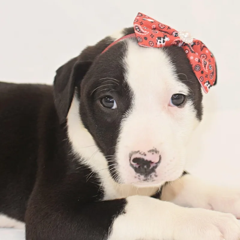 A baby medium-sized female Boxer dog named Madonna for adoption in Monon, IN