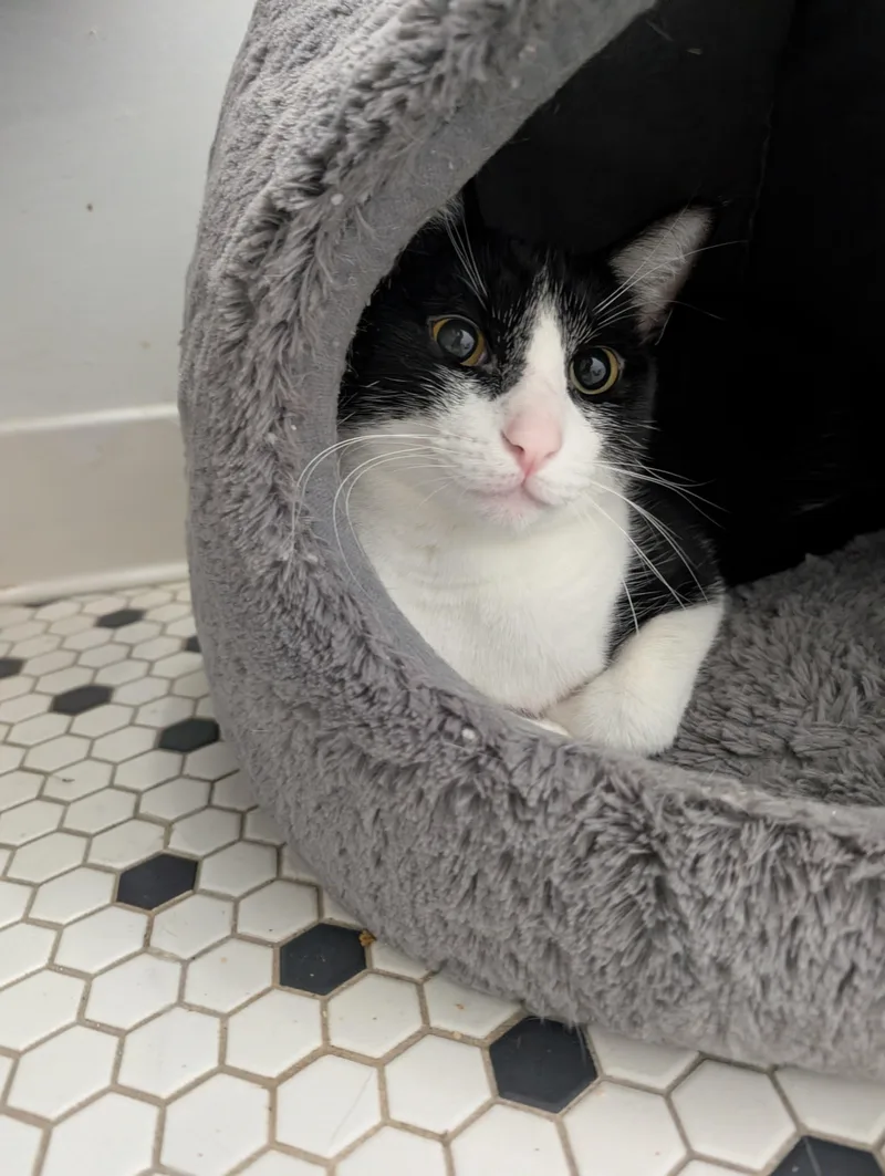 Freddie Meowcury thumbnail 2