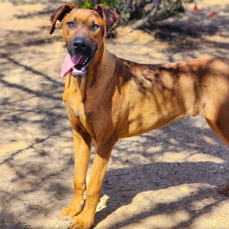 Raggedy Andy thumbnail 2